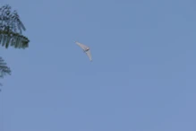 An ultralight flying over the pyramids