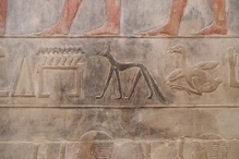 Wall reliefs of the tomb of Kagemni a nice jackal