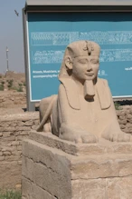 A spinks with a pretty head