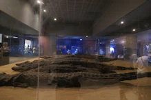 A collection of mummified crocodiles Isome big)