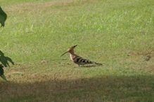 African hoopoe