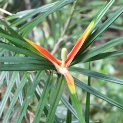 climbing palm flower