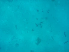 Black fish and sea cucumbers on a sandy bottom