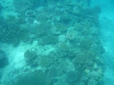 Coral