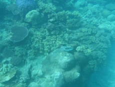 Coral