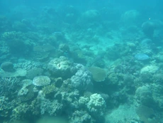 Coral
