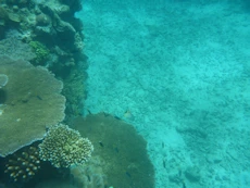 Inner edge of reef with fish