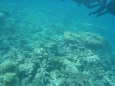 Coral