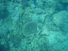 Coral