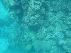 Coral