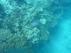 Colourful brain coral