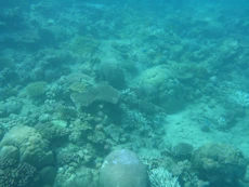 Coral