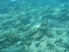 Coral
