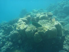 Coral and large parot fish