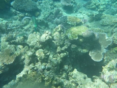 Coral and a couple larger fish