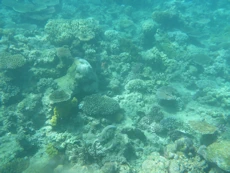 Coral