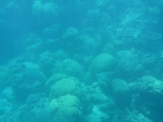 Coral