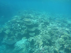 Coral