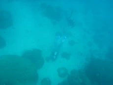 Coral