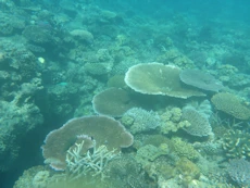 Coral
