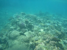 Coral