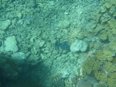Coral and baby giant clam
