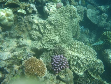 Coral some coloured