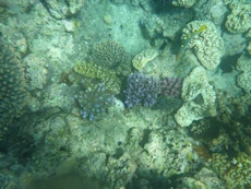 Coral some coloured