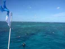 Snorklers of the stern