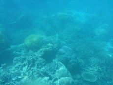 Coral