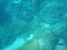 Coral and long skinny fish with a long snout