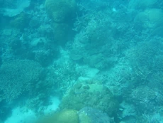 Coral