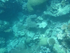 Coral