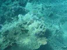 Coral