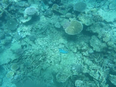Coral