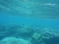 Coral