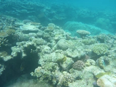 Coral