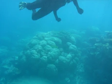 Coral