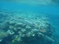 White tipped reef shark