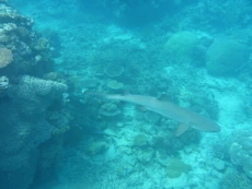 White tipped reef shark