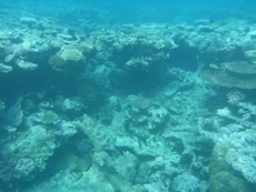 Coral