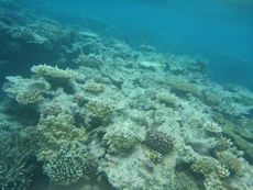 Coral