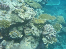 Coral