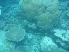 Coral