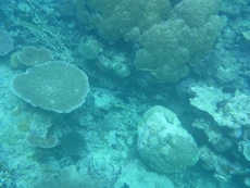 Coral