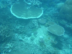 Coral