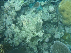 Coral