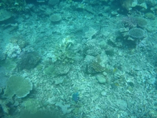 Coral