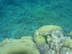 Coral