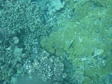 Coral